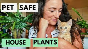 Here are some plants you can add to create safe gardens for cats: Houseplants Safe For Cats Plant Tour Youtube