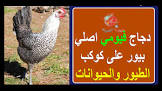 كوكب الصين