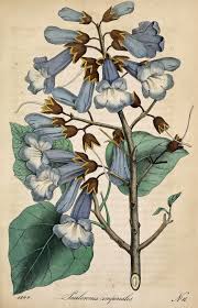 Empress Tree Paulownia Tomentosa As P Imperialis Deutsches Magazin Fur Garten Und Blumenkunde Stuggart G Weise 1849 Botanical Drawings Botanical Illustration Botanical Art