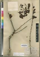Image result for Agelanthus zizyphifolius
