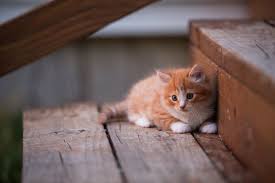 Free for commercial use no attribution required high quality images. Ginger And White Kitten Lying On Stairs Hd Wallpaper Background Image 2880x1920 Id 982292 Wallpaper Abyss