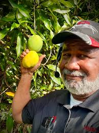 perfectly ripe mango flavors enhanced