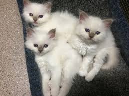 Birman Kittens For Sale Nsw Furkidz Birman Breeders Of Beautiful Blue Eyed Cats And Kittens