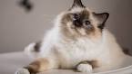 List of Cat Breeds | Petfinder