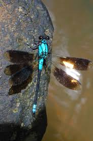 Black And Blue Dragonfly Meaning Blue Dragonfly Damselfly Blue Dragonfly Dragonfly Dreams