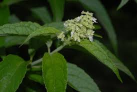 Image result for Hoslundia