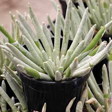 Image result for Senecio purpureus