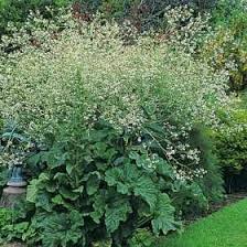Image result for Crambe kilimandscharica