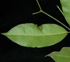 Image result for Brazzeia