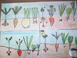 Simple Vegetable Garden Drawing For Kids