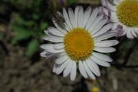 Image result for Eriosema decumbens