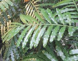 Image result for Filicium decipiens