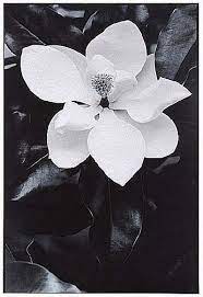Black And White Magnolia Photography Steel Magnolia Flower Tree Leaves Magnolia Black White Photograph Flower Art Magnolia Flower Black And White Photographs