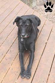 30 Of The Best Lab Mix Labrador Mix Labrottie Com