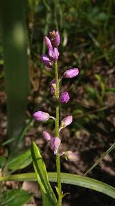 Image result for Polygala capillaris