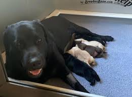 We are english labrador retriever breeders, servicing all families come from all over ca, nv, and az to adopt our english labrador puppies. Friendly Labrador Retriever Pet Home Facebook