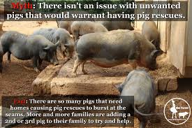 So piease check your junk/spam if you don't see anything within. Pig Rescue Organizations Networks What You Can Do To Help Mini Pig Info