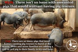 From hamsters, gerbils, mice and more, we'll help you find the perfect little for online sales, there is a limited availability, and products are available while supplies last and not guaranteed for minimum days. Pig Rescue Organizations Networks What You Can Do To Help Mini Pig Info