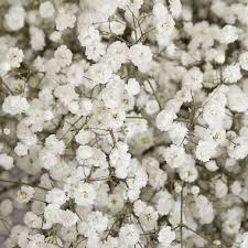 Thje Bigger Bloom Gypsophila Snowball 5 Or 10 Bunches Item 980110093 Model Smgypsw10 5 Out Of 5 St Babys Breath Gypsophila Flower Care