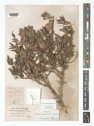 Image result for Carissa praetermissa