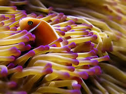 Pin On Aquarium Education