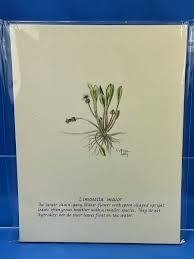 Image result for Limosella maior