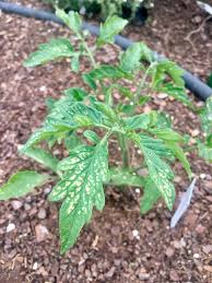 Help Please Can Anyone Please Tell Me What Is Happening To My Tomato Leaves Did I Mix Too Much Blood Meal Into My Bed Before Planting Sunburn North Central Tn Thank You