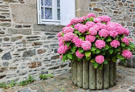 You should plant your hydrangea in spring once all threat of frost has passed. 11 Beautiful Hydrangea Flowers Garden Lovers Club Hydrangea Potted Hydrangea Landscaping Growing Hydrangeas