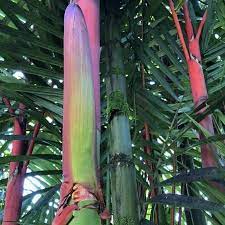 Check spelling or type a new query. Floribunda Palms Exotics