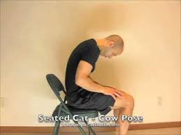 Yoga Seated Cat Cow Pose Cat Cow Pose Cow Pose Cow Pose Yoga