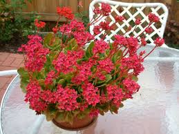 Kalanchoe Blossfeldiana Flaming Katy Kalanchoe Blossfeldiana Blooming Succulents Succulents