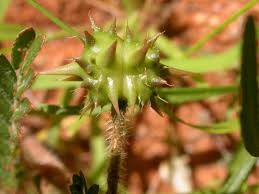 Image result for Tribulus zeyheri