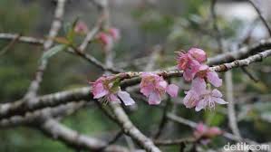 Maybe you would like to learn more about one of these? Cuaca Ekstrem Bunga Sakura Di Cibodas Belum Kunjung Mekar