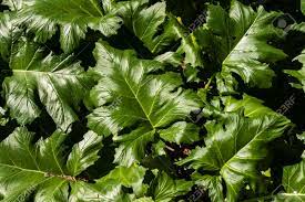 We did not find results for: Large Leaves Of A Succulent Plant In The Shade Of A Forest Stock Photo Picture And Royalty Free Image Image 88217038