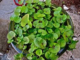 Gotu Kola Centella Asiatica Herbs For Chickens Healing Garden Raising Backyard Chickens