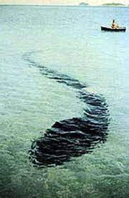 The Fuller Story Of The Hook Island Tadpole Monster Modern Cryptozoology
