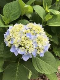 We did not find results for: Keeping Cut Flowers Fresh Grow With Doctor Jo