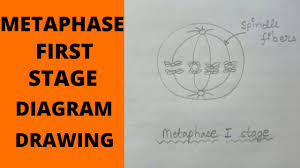 Maybe you would like to learn more about one of these? Metaphase 1 Stage How To Draw Metaphase 1 Stages Of Meiosis What Is Metaphase Metaphase 1 Stage Youtube