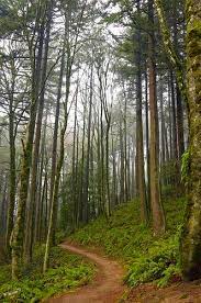 A Walk In The Forest Forest Park Portland Oregon Travel Scenery