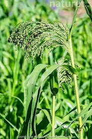 Image result for Panicum miliaceum