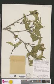 Image result for Heinsia