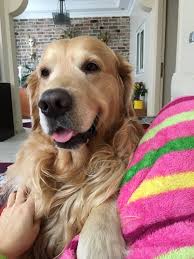 Buket Sari Adli Kullanicinin Golden Retriever Panosundaki Pin