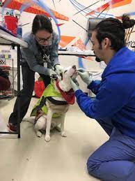 Seattleacupuncturecenter's headquarters is in seattle, washington, and was founded. Seattle Clinic Treats People And Pets Together News Vin