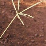 Image result for Chloris pycnothrix