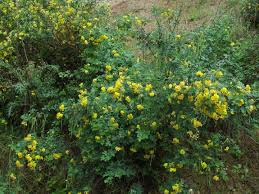 Image result for Microcharis annua