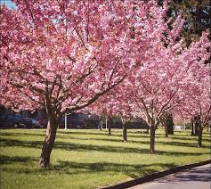 Buy Kwanzan Cherry Trees Online Arrive Alive Guarantee Free Shipping On All Orders Immediate Delivery Cherry Trees Garden Flowering Cherry Tree Garden Trees