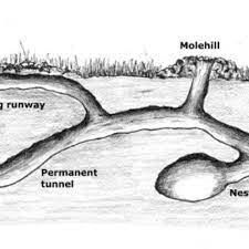Many gardeners plant castor bean plants in their garden to keep moles out. Much Ado About Moles Finegardening