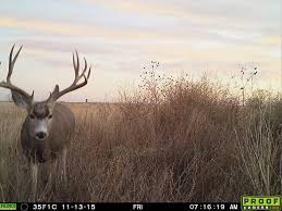 Field Judging Mule Deer 20 Matching Articles Field And