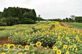 Nah, nama bunga dalam bahasa jepang mungkin bisa jadi inspirasi parents untuk memberi nama putri anda. Mari Pergi Ke Labirin Bunga Tokyo Rail Days Indonesia Facebook
