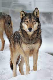 Merry Christmas By Khalliysgraphy On Deviantart Alpha Female Wolf Wolf Dog Beautiful Wolves